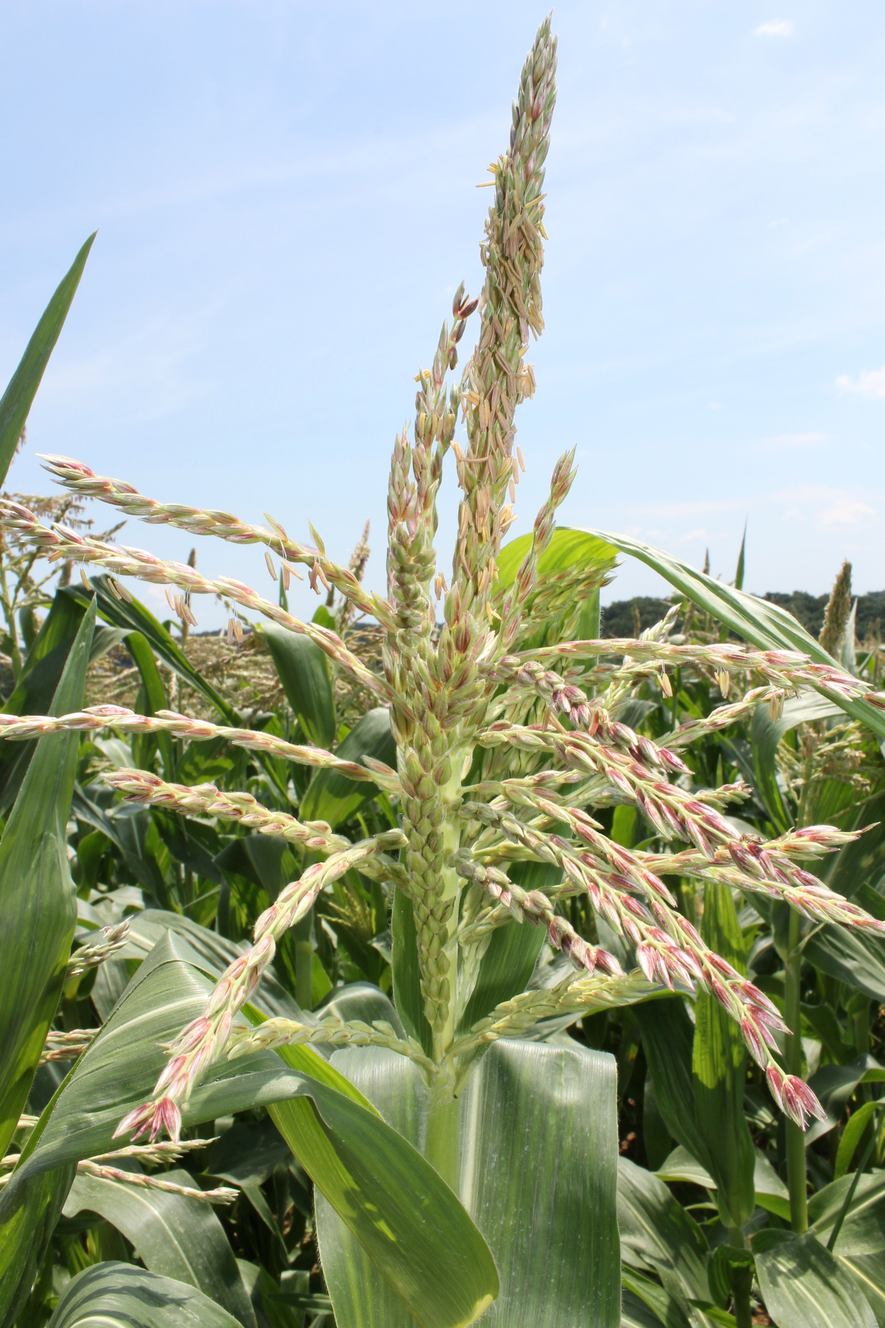 maryland local farm blog Archives - Deep Run Farms